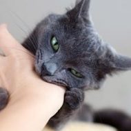 кошка кусает за руку