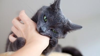 кошка кусает за руку